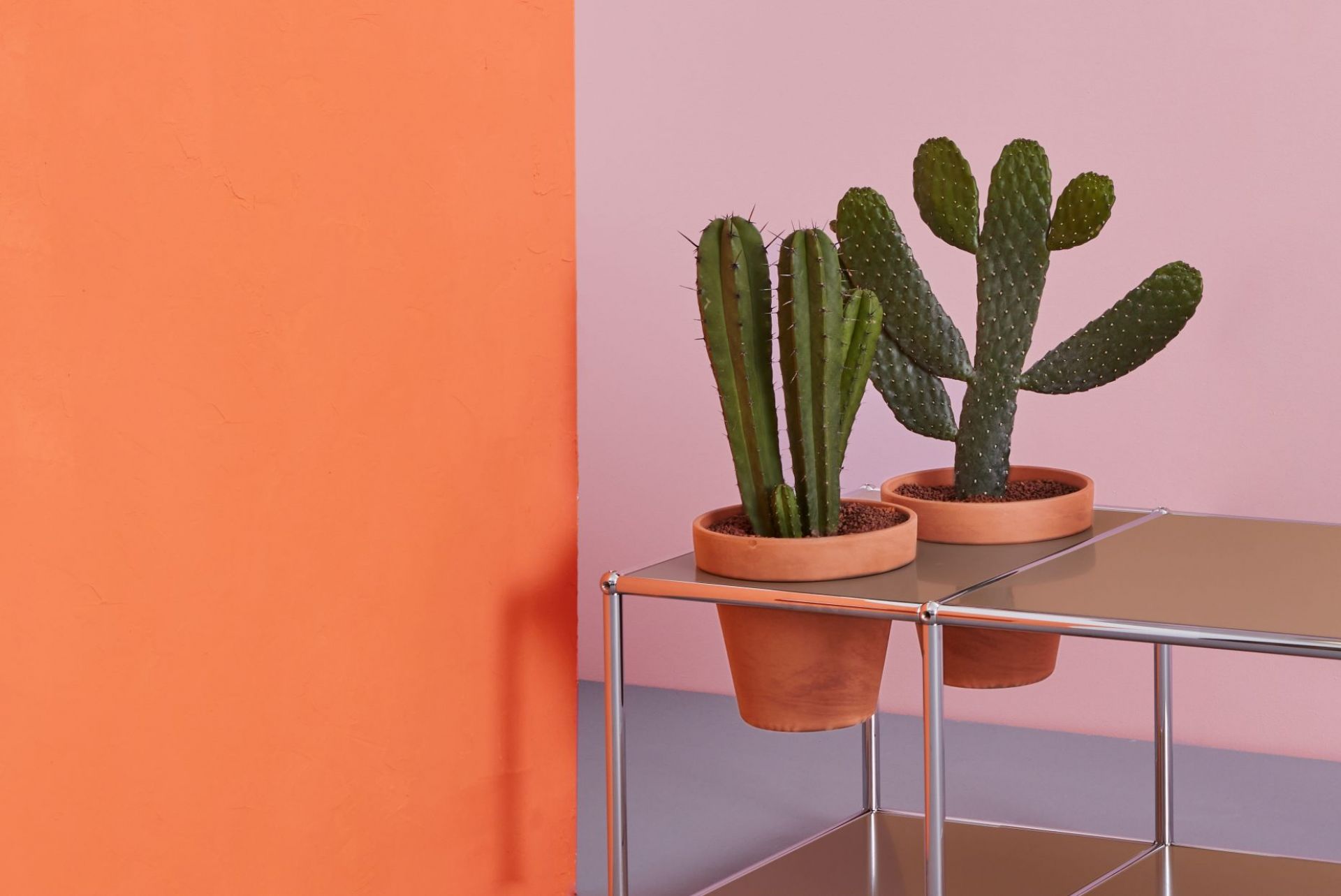 Zwei Kakteen auf Pflanzenwelten Beistelltisch, modernes Designmöbel für Wohnzimmer und Büro.