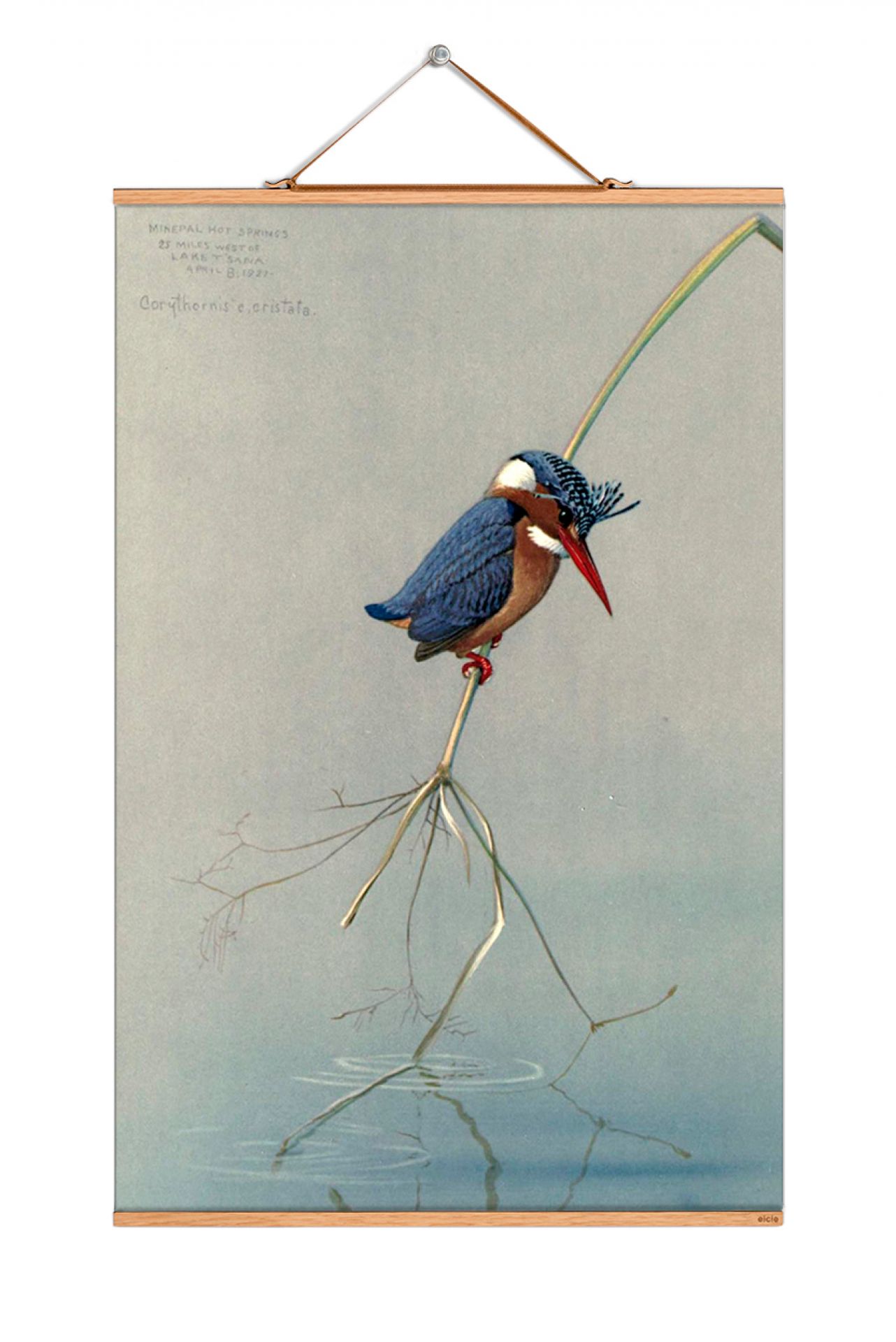 Louis Agassiz Fuertes Poster: Illustration eines Eisvogels auf einem Zweig über Wasser. Vogelbild.