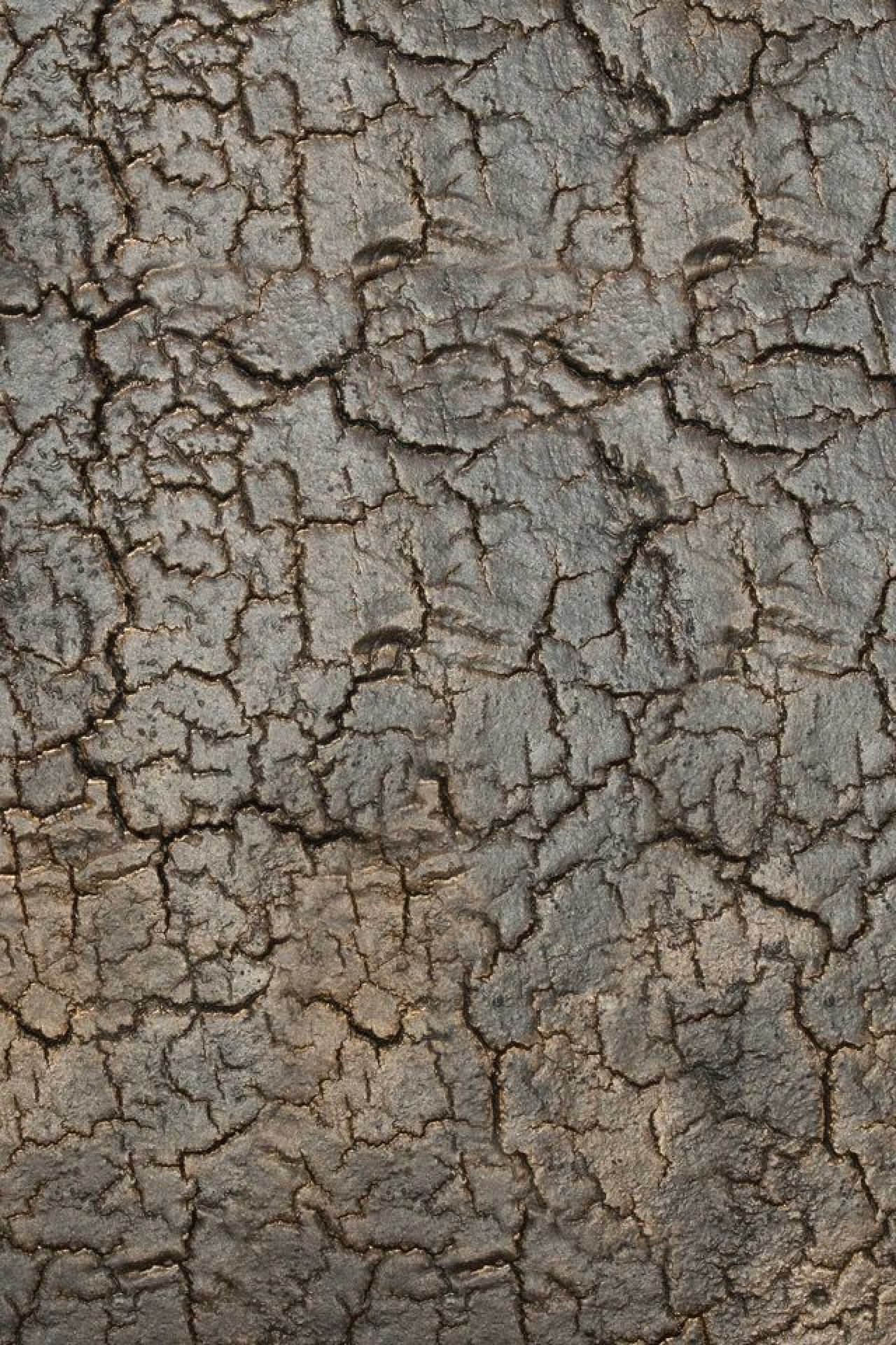 Detailaufnahme der Holzoberfläche des Ethnicraft Triptic Beistelltisch Whisky mit feinen Rissen und Maserung.