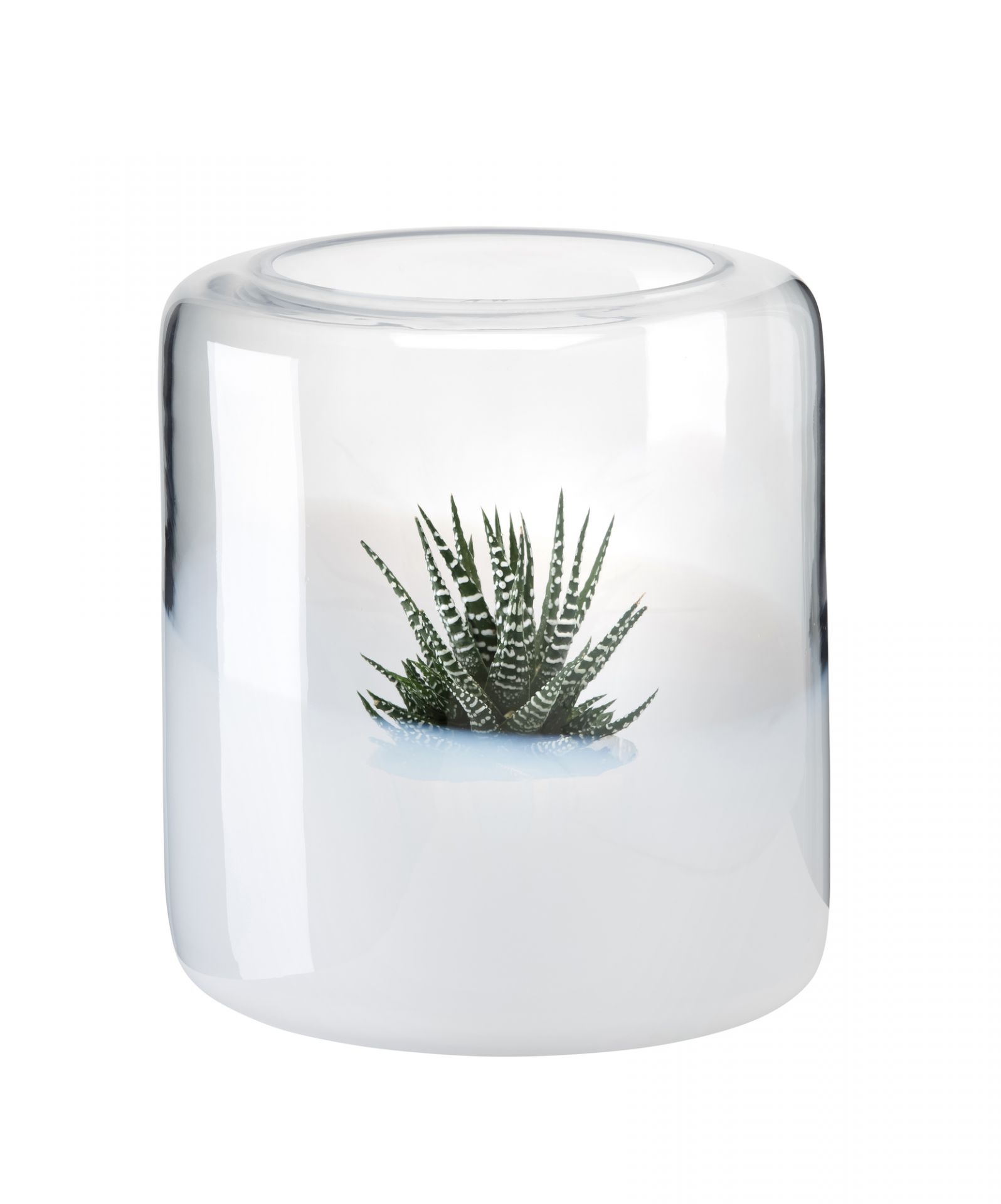 Glasvase Glasgow mit Sukkulente, moderne Dekoration für Wohnzimmer und Tischdeko. Klare Vase, 27 cm hoch.