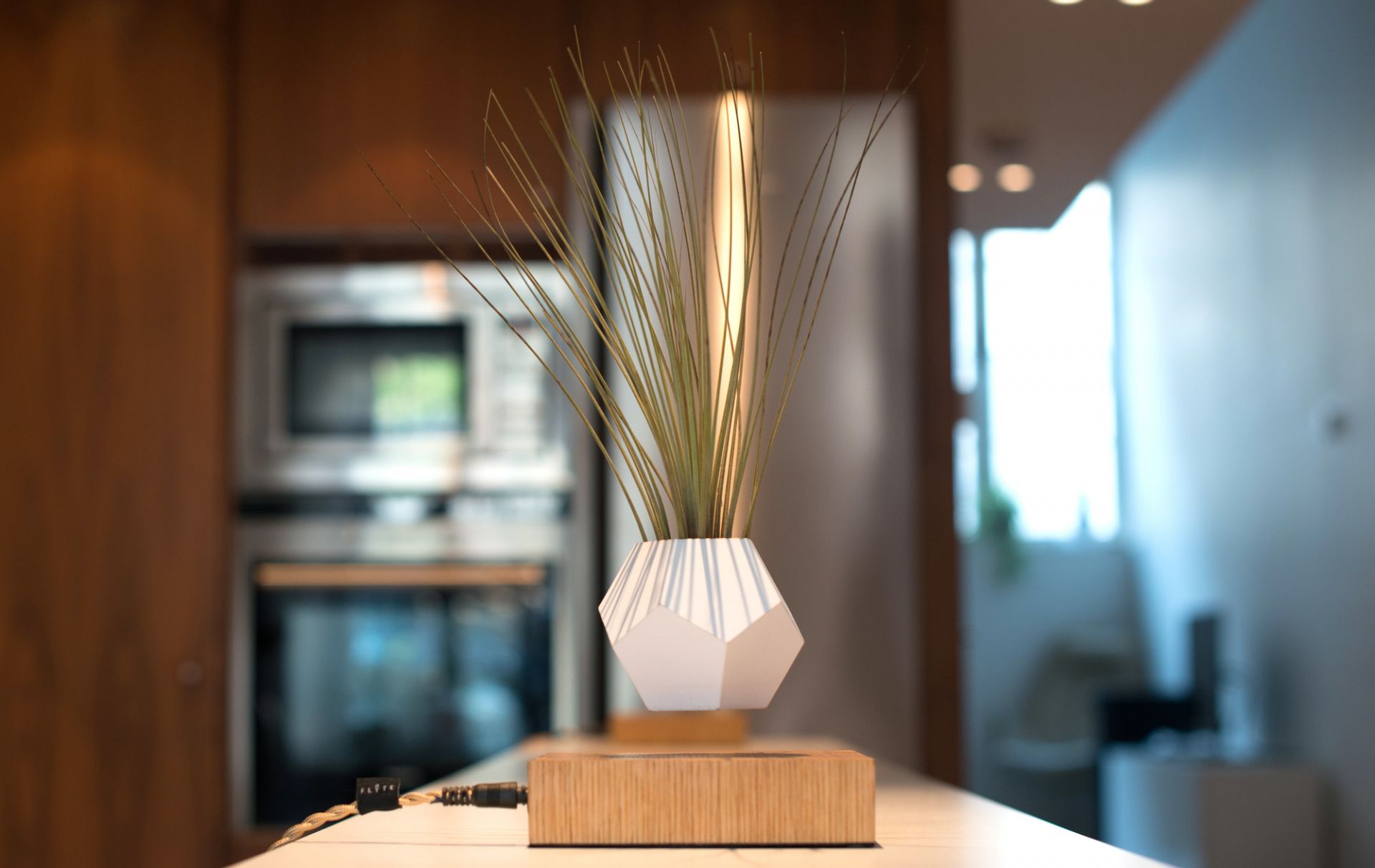 Lyfe schwebende Vase mit Gräsern, magnetisch schwebend über Holzsockel. Dekorative Zimmerpflanze, modernes Design.