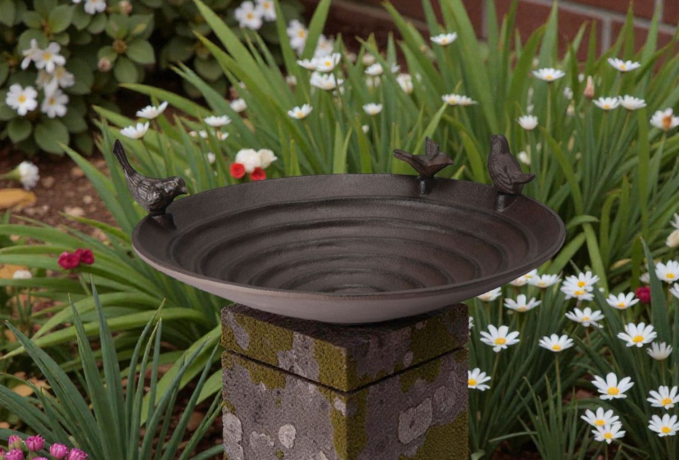 Pool Vogeltränke Philippi