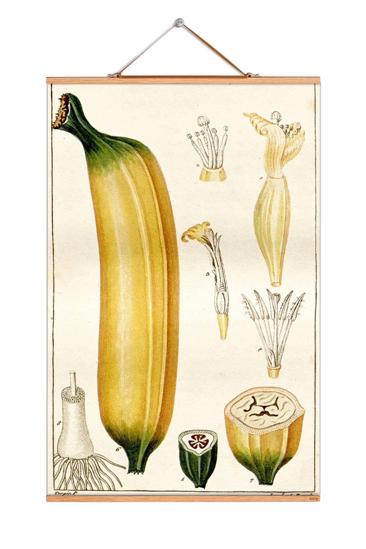 Fruits Poster: Vintage botanische Illustration einer Banane mit Details, Kunstdruck für Küche und Wohnzimmer.