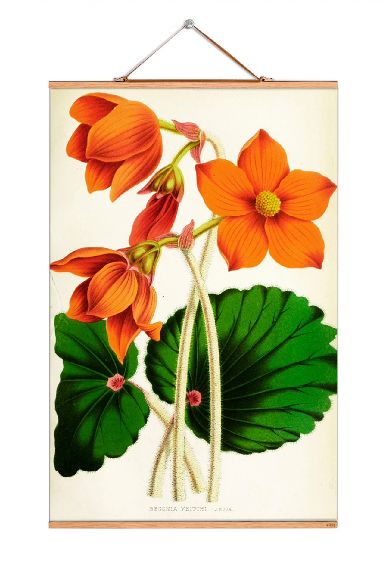 Flowers Poster: Detailreiche Illustration oranger Begonienblüten und grüner Blätter, gerahmt als Wandbild.