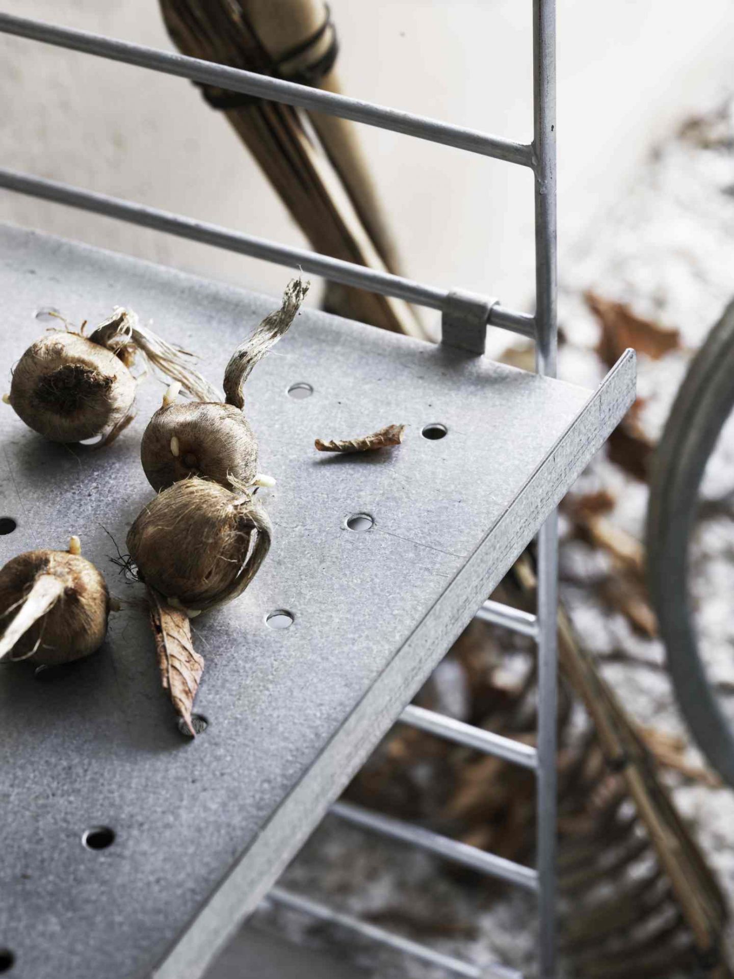 Nahaufnahme eines String Regalsystems mit Blumenzwiebeln. String Furniture Wandregal für Wohnraumgestaltung.