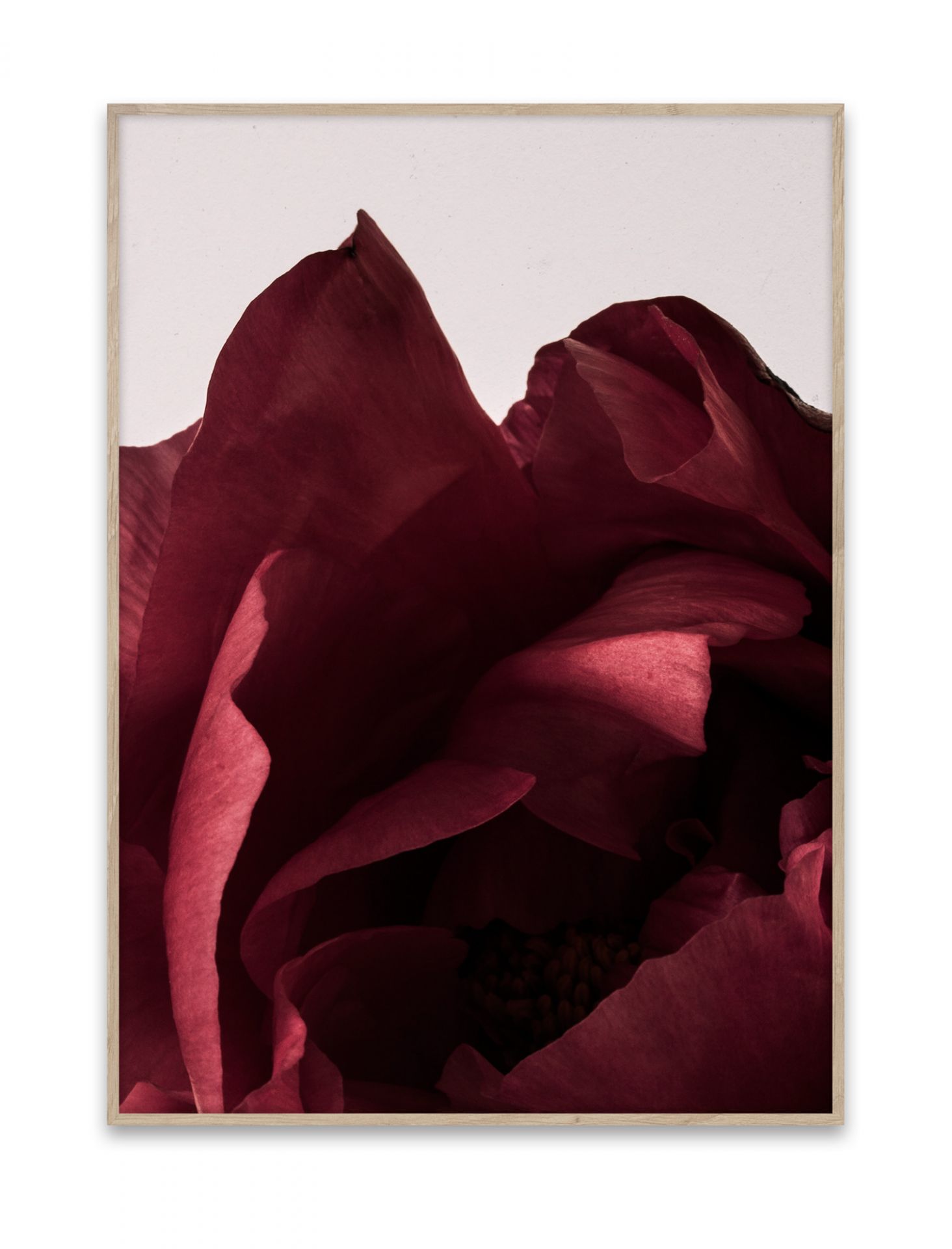Gerahmtes Peonia Poster: Nahaufnahme einer roten Pfingstrose, moderne Wandkunst für Wohnzimmer und Schlafzimmer.