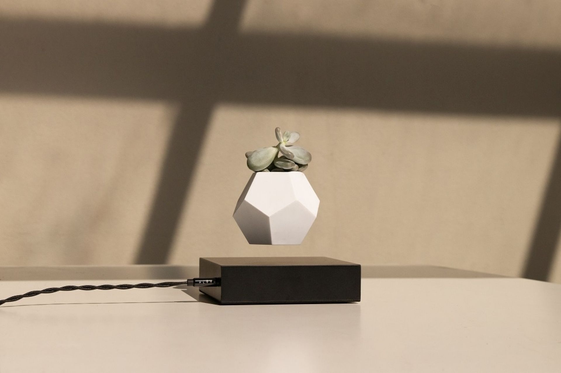 Lyfe schwebende Vase mit Sukkulente, Ahorn schwarz, EINZELSTÜCK. Dekorative, magnetisch schwebende Pflanzvase.