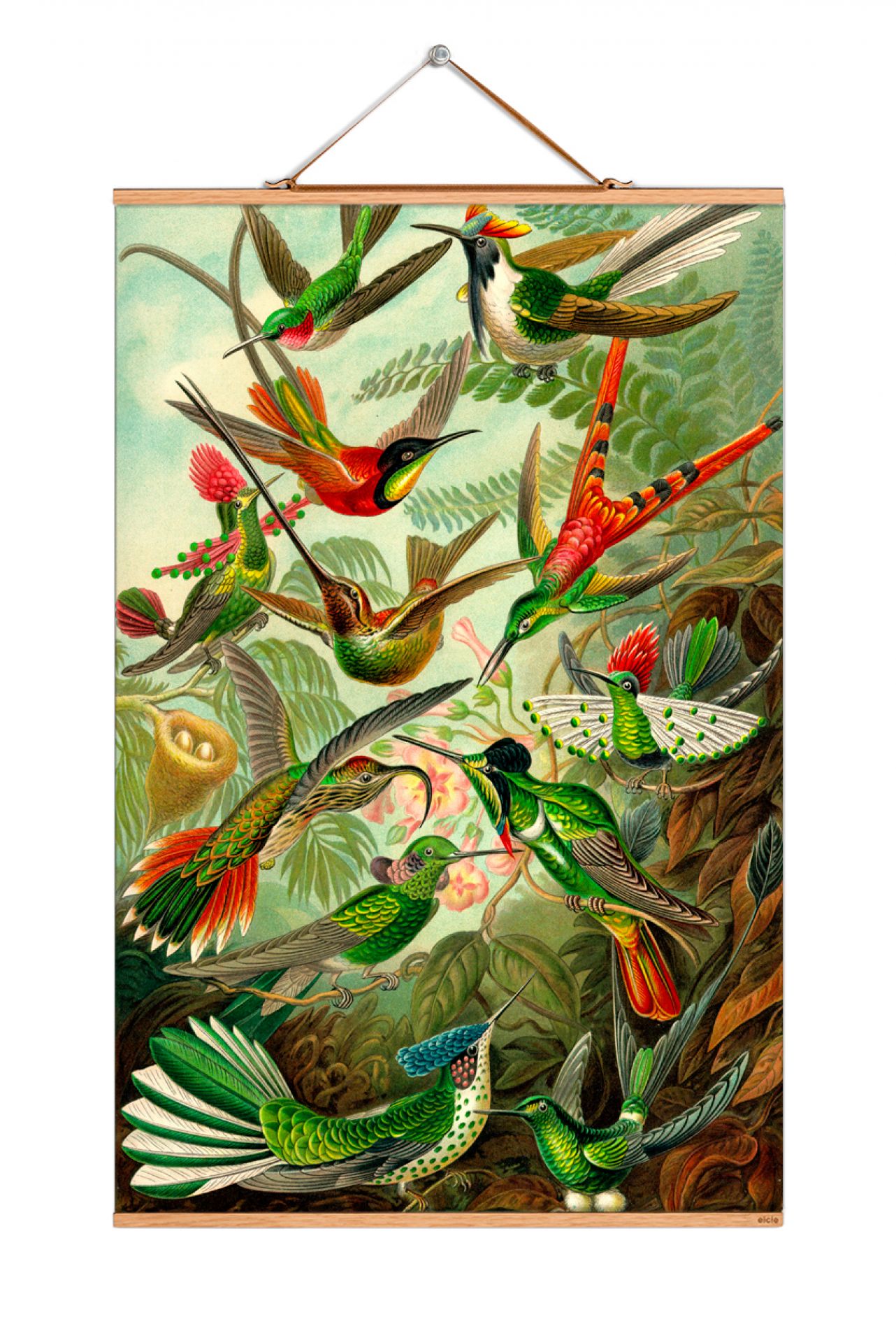 Ernst Haeckel Poster: Illustration von Kolibris in verschiedenen Farben und Formen. Wanddeko für Vogelliebhaber.