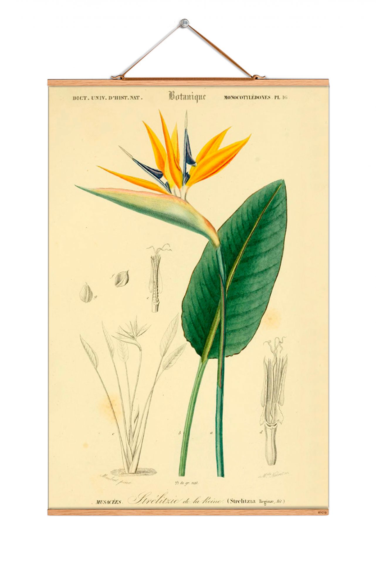 Flowers Poster No 191: Illustration einer Strelitzie, botanische Zeichnung, Vintage Wanddeko, EINZELSTÜCK.