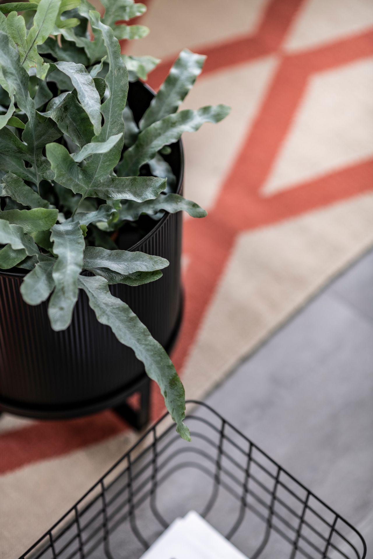 Nahaufnahme: Zimmerpflanze im schwarzen Ferm Living Bau Pot Blumentopf, groß, auf gemustertem Teppich.