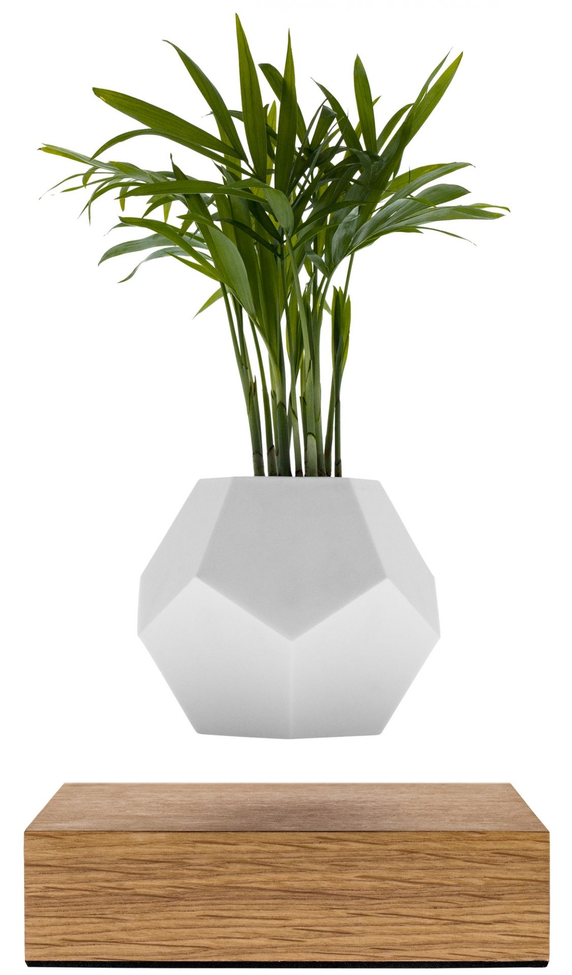 Lyfe Vase: Schwebende Zimmerpflanze in weißer, geometrischer Vase über Holzsockel. Dekorative Zimmergestaltung.