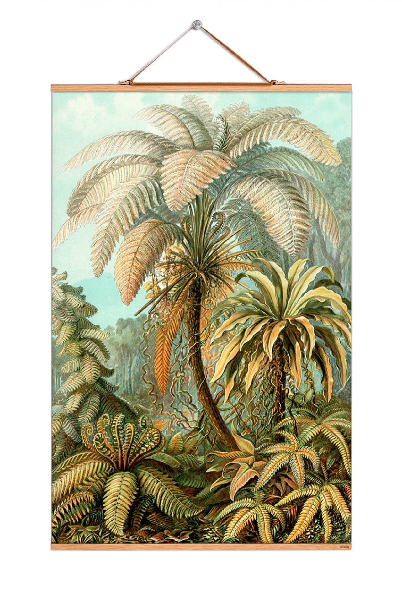 Poster mit Illustration von Farnen, Haeckel Kunstdruck für botanische Wanddekoration.